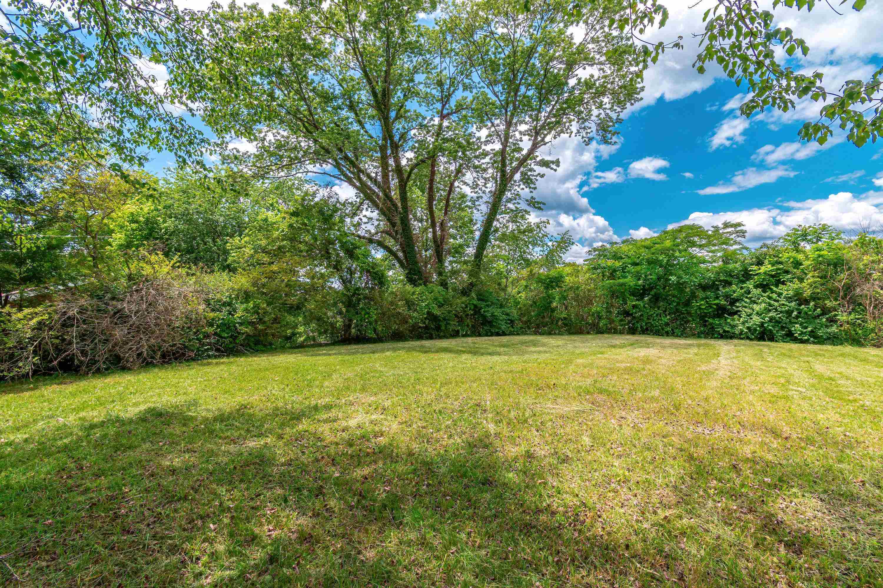 a view of a field with a tree