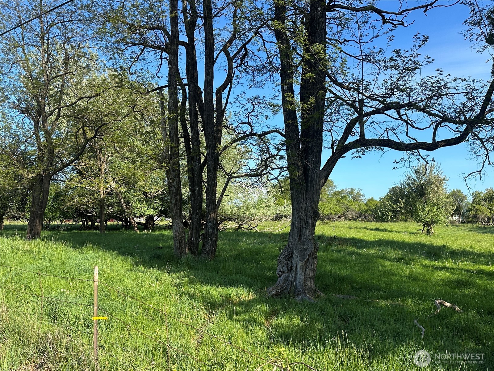 0 Pe Ell McDonald Road Curtis, WA 98538 - Photo 3 of 12 a view of a yard with a tree