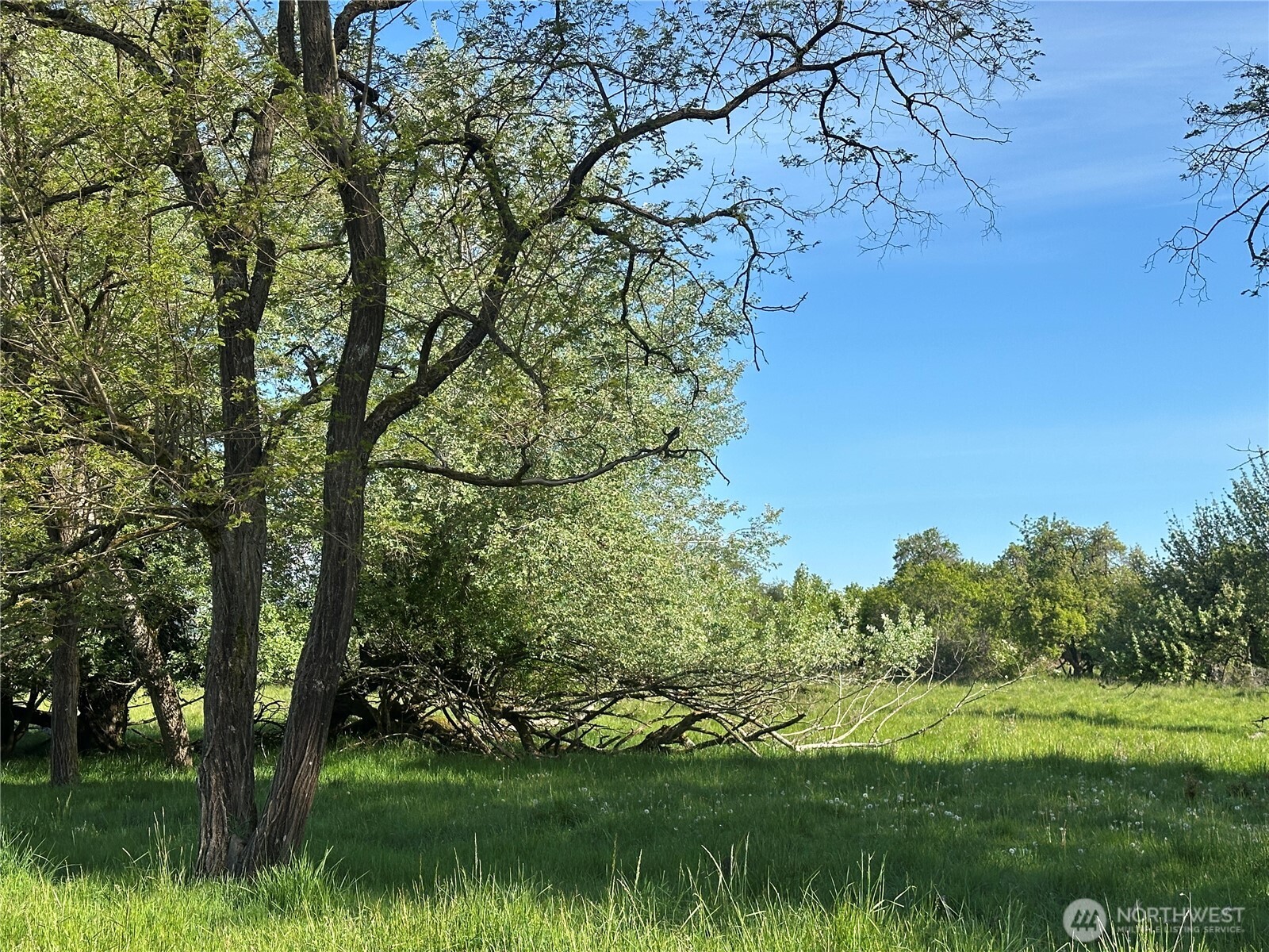 0 Pe Ell McDonald Road Curtis, WA 98538 - Photo 5 of 12 a view of a lush green space