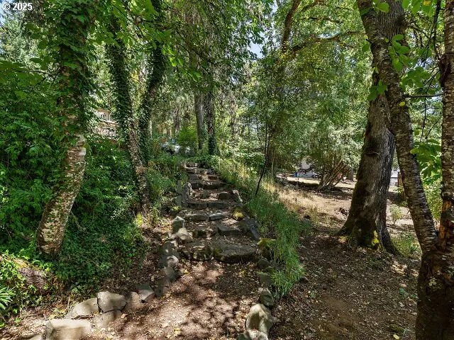 a view of a forest with a tree