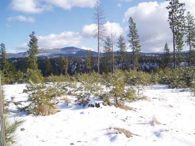 0 East Antler Road Chattaroy, WA 99003 - Photo 1 of 5 Gallery Image 1