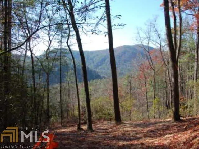a view of a forest filled with trees
