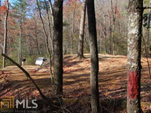 a view of a tree in the backyard