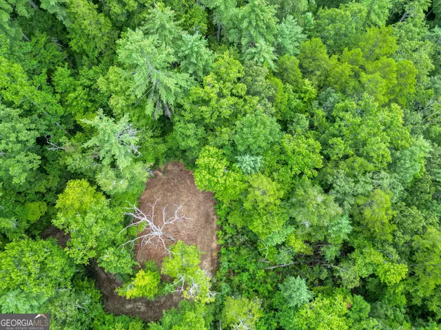 a view of a garden with plants