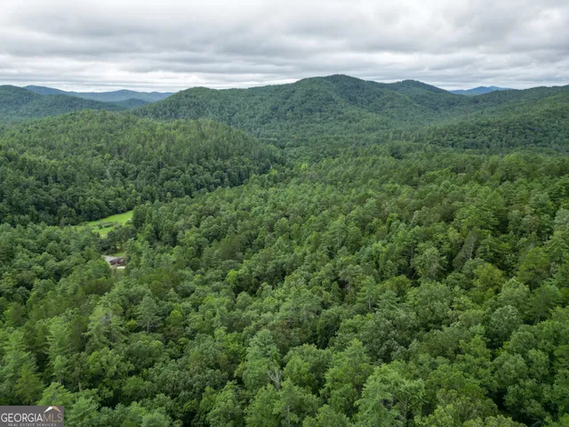 a view of a lush green forest with lush green forest
