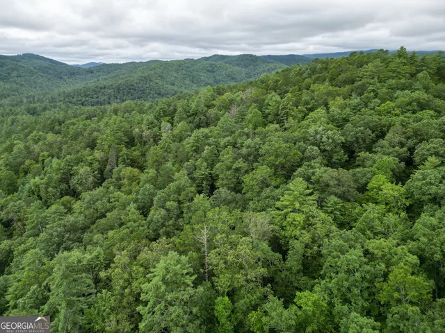 a view of a big yard with plants and large trees