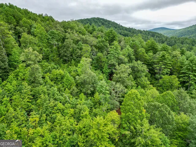 a view of a lush green forest with a street