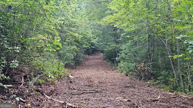 a view of a forest with trees in the background