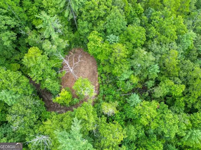 a plant view in yard