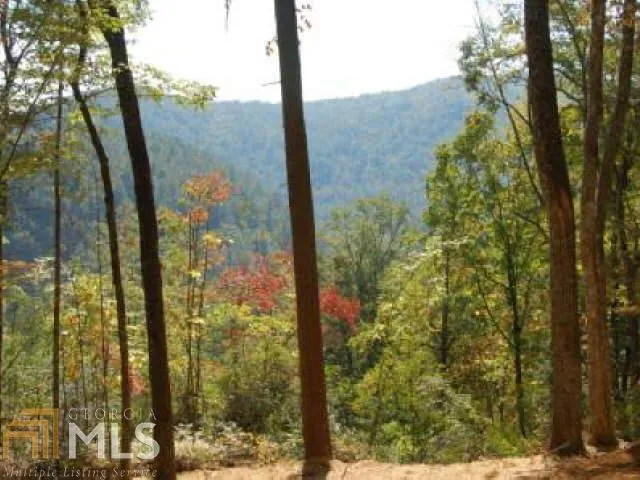 a view of a forest from a tree