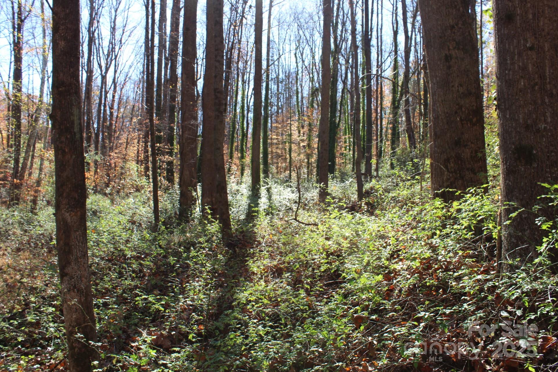 0 Bell Farm Road Statesville, NC 28625 - Photo 31 of 37 a close up of a plant in a garden