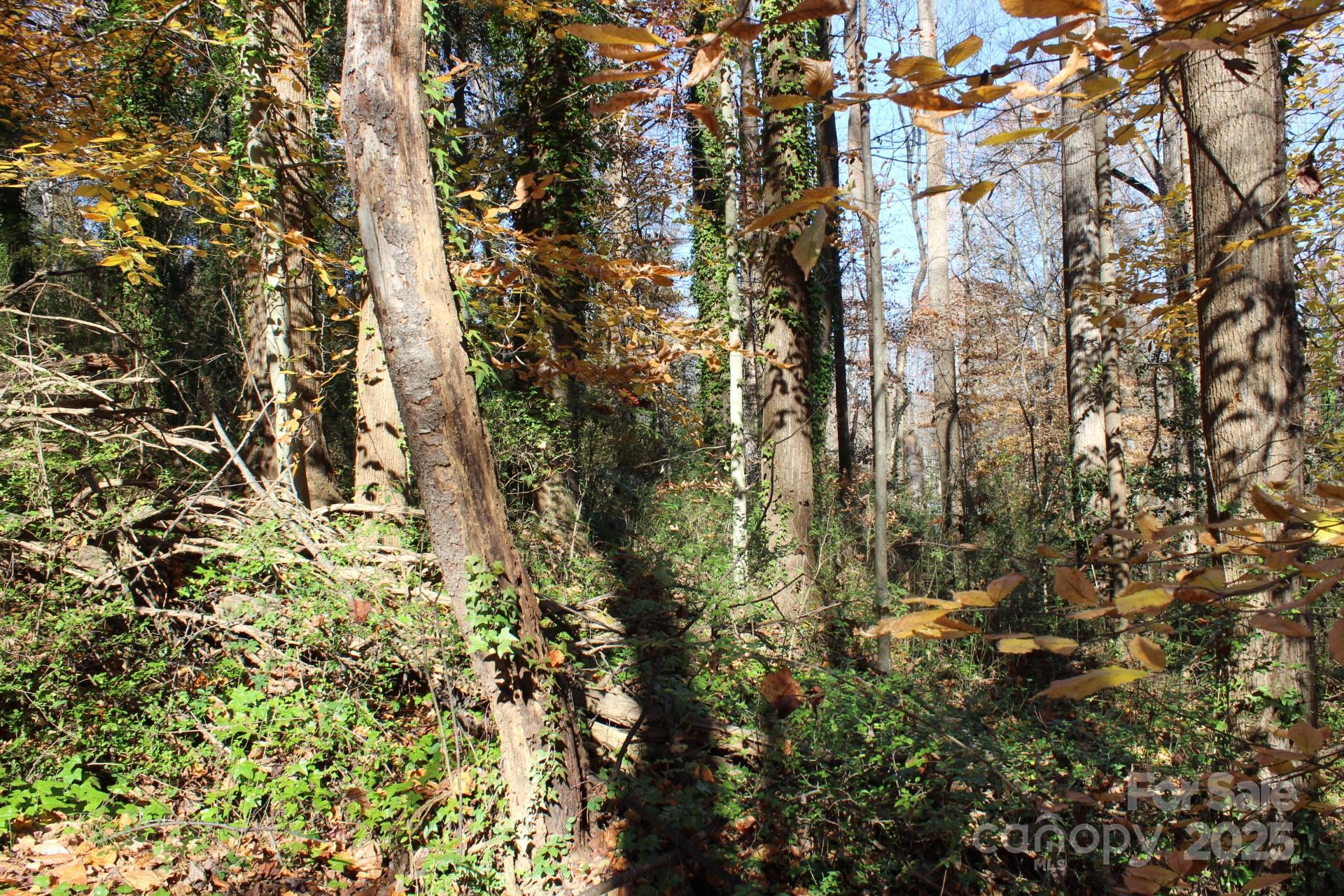0 Bell Farm Road Statesville, NC 28625 - Photo 32 of 37 a close up of a tree