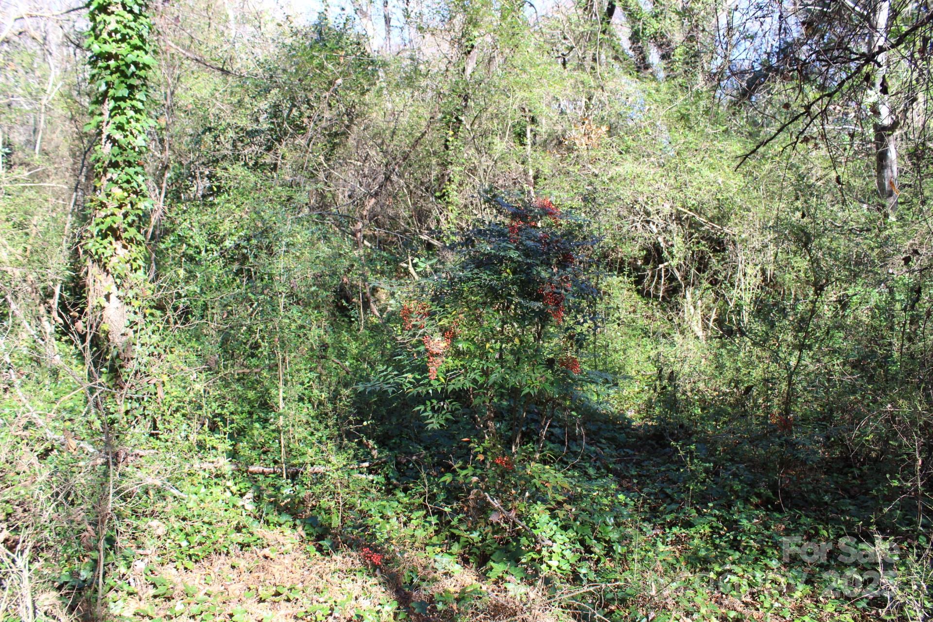 0 Bell Farm Road Statesville, NC 28625 - Photo 35 of 37 a view of a lush green forest
