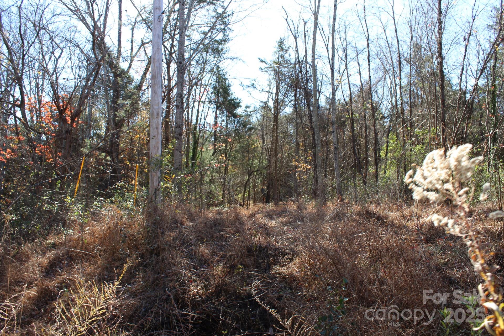 0 Bell Farm Road Statesville, NC 28625 - Photo 7 of 37 a view of a forest with lots of trees