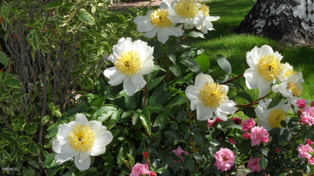 211 East Duffield Road Moxee, WA 98936 - Photo 26 of 34 a bunch of flowers