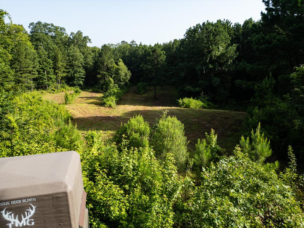 2898 Whetstone Road Woodville, MS 39669 - Photo 1 of 47 Main View