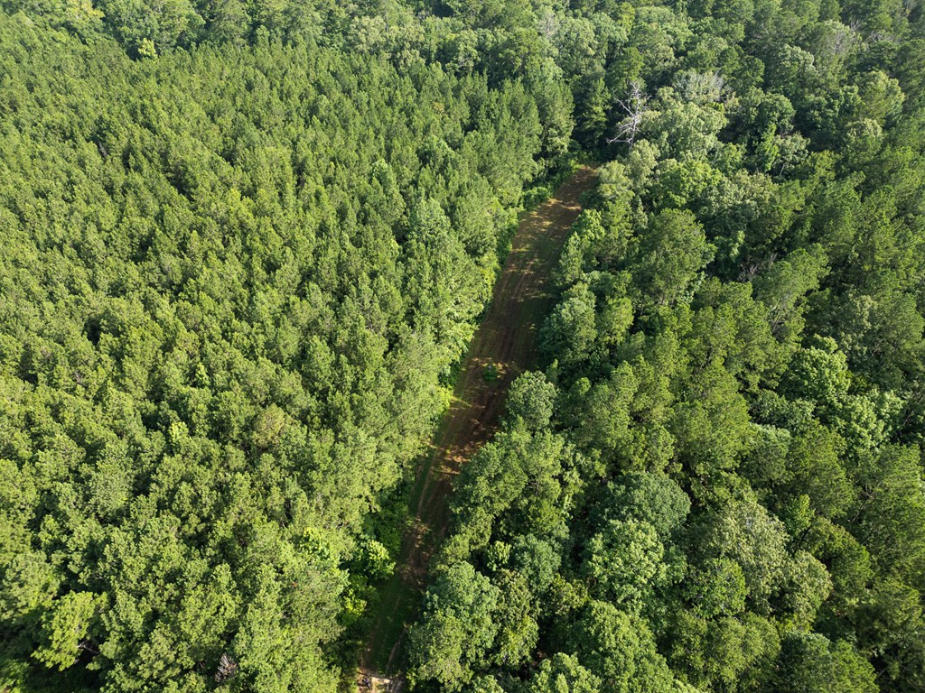 2898 Whetstone Road Woodville, MS 39669 - Photo 12 of 47 Photo 12