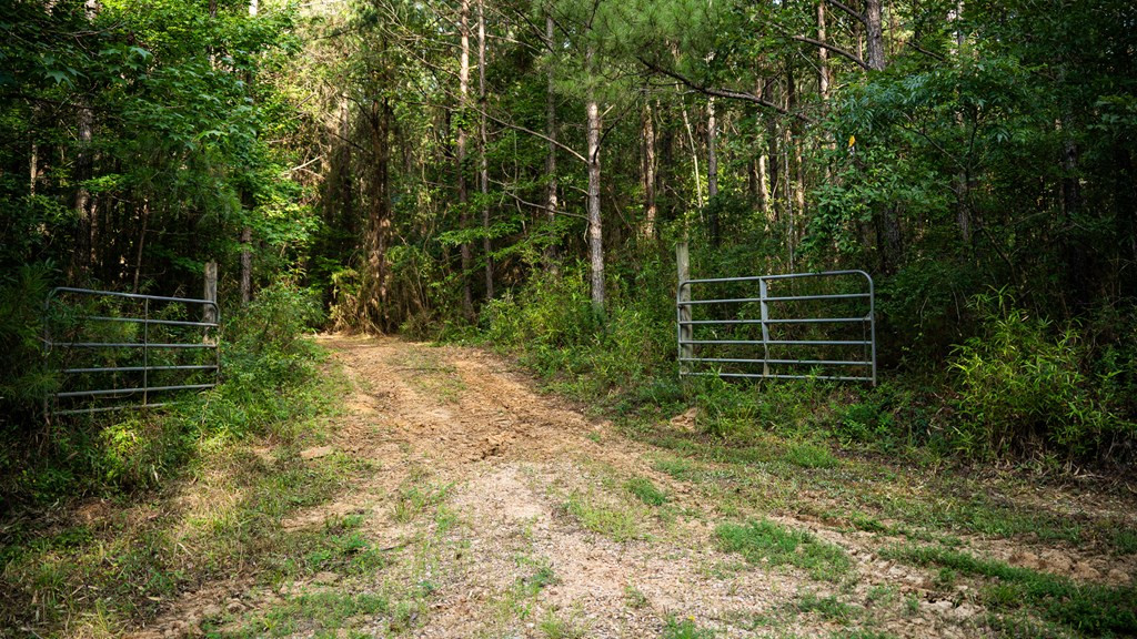 2898 Whetstone Road Woodville, MS 39669 - Photo 14 of 47 Photo 14