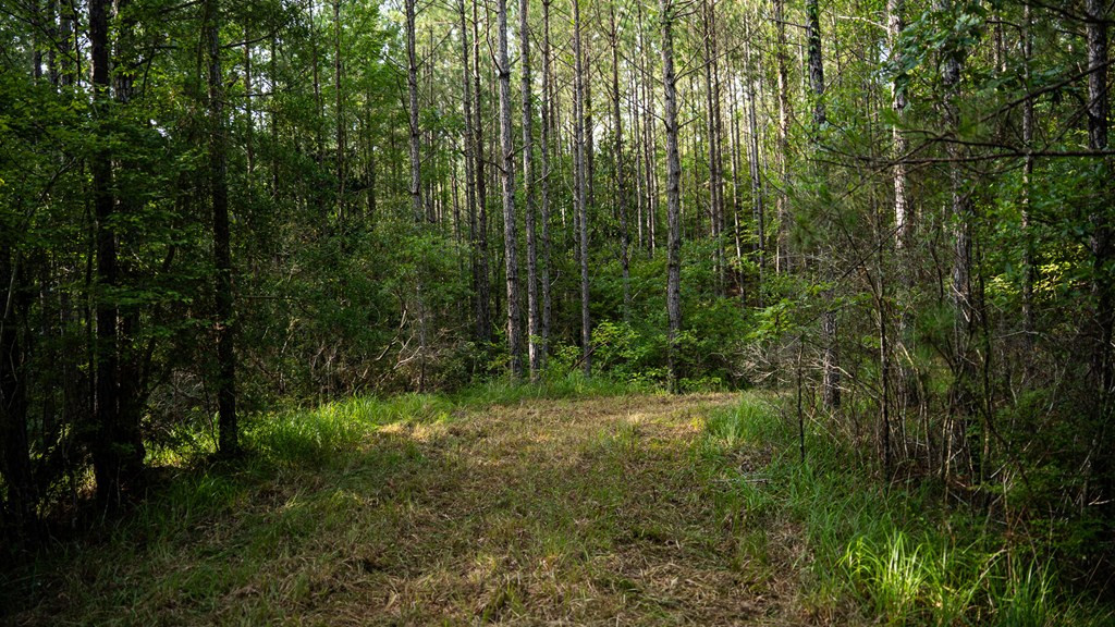 2898 Whetstone Road Woodville, MS 39669 - Photo 16 of 47 Photo 16