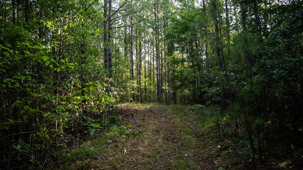 2898 Whetstone Road Woodville, MS 39669 - Photo 17 of 47 Photo 17