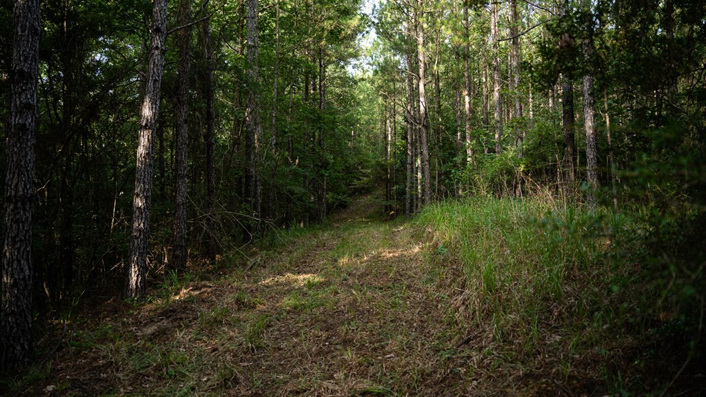 2898 Whetstone Road Woodville, MS 39669 - Photo 18 of 47 Photo 18