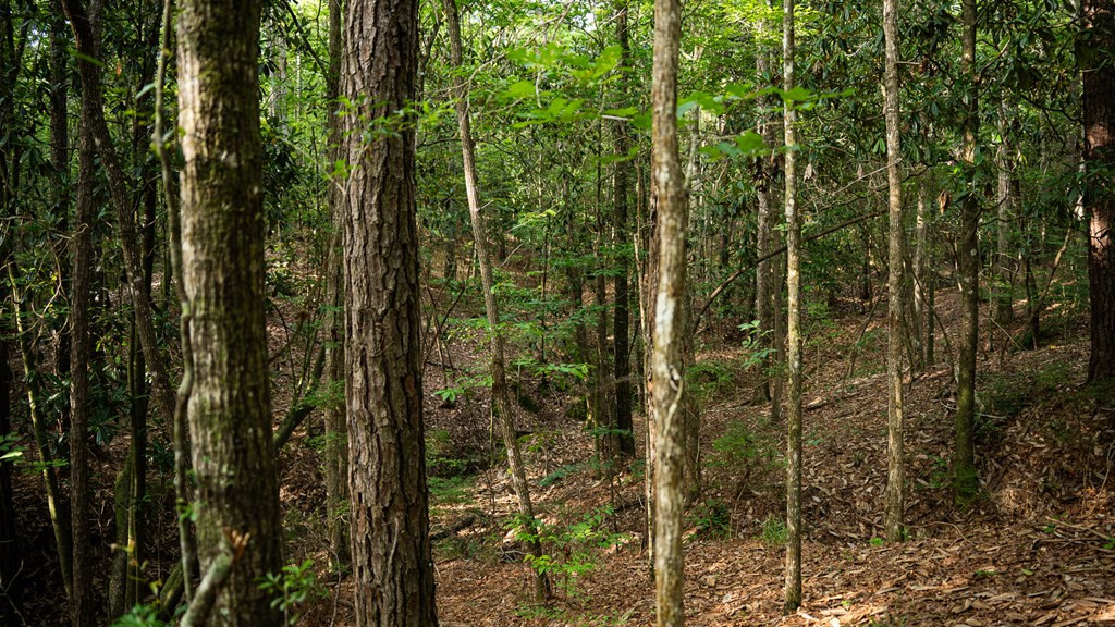 2898 Whetstone Road Woodville, MS 39669 - Photo 19 of 47 Photo 19