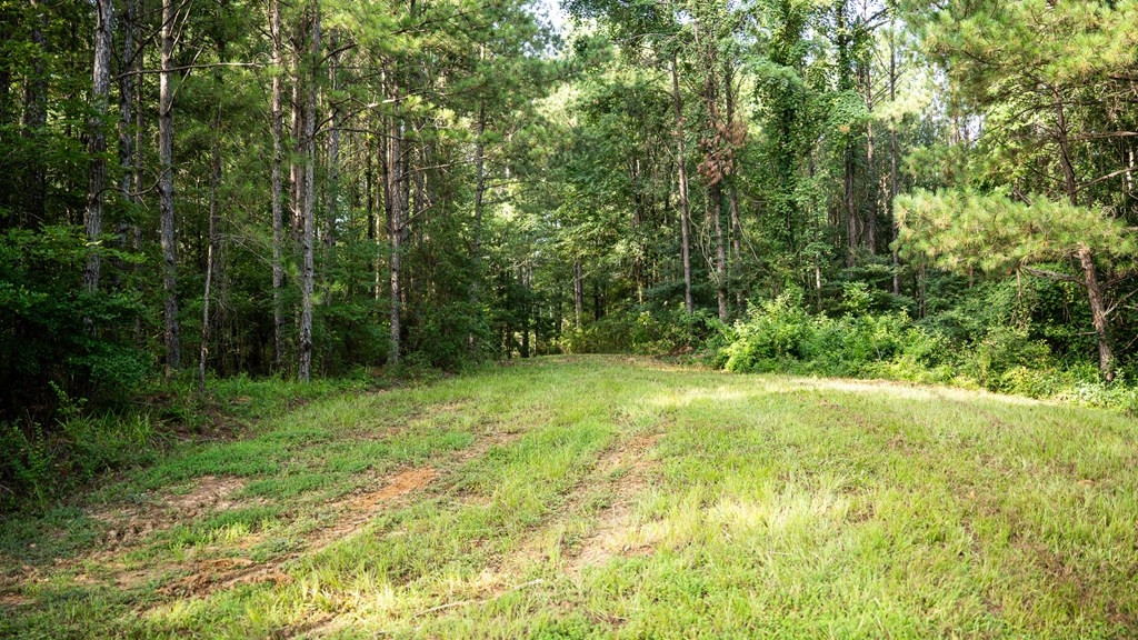 2898 Whetstone Road Woodville, MS 39669 - Photo 20 of 47 Photo 20