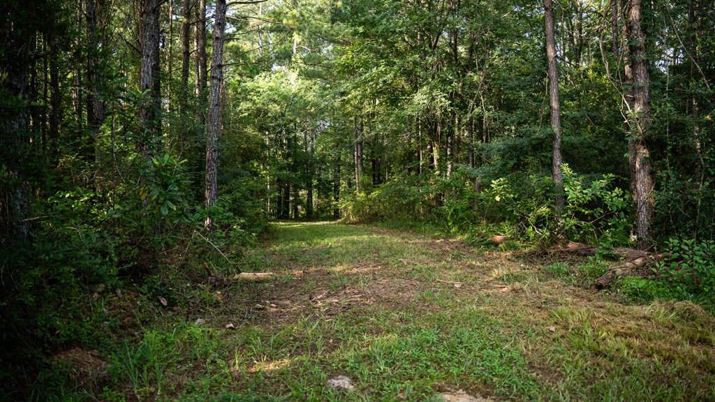 2898 Whetstone Road Woodville, MS 39669 - Photo 21 of 47 Photo 21