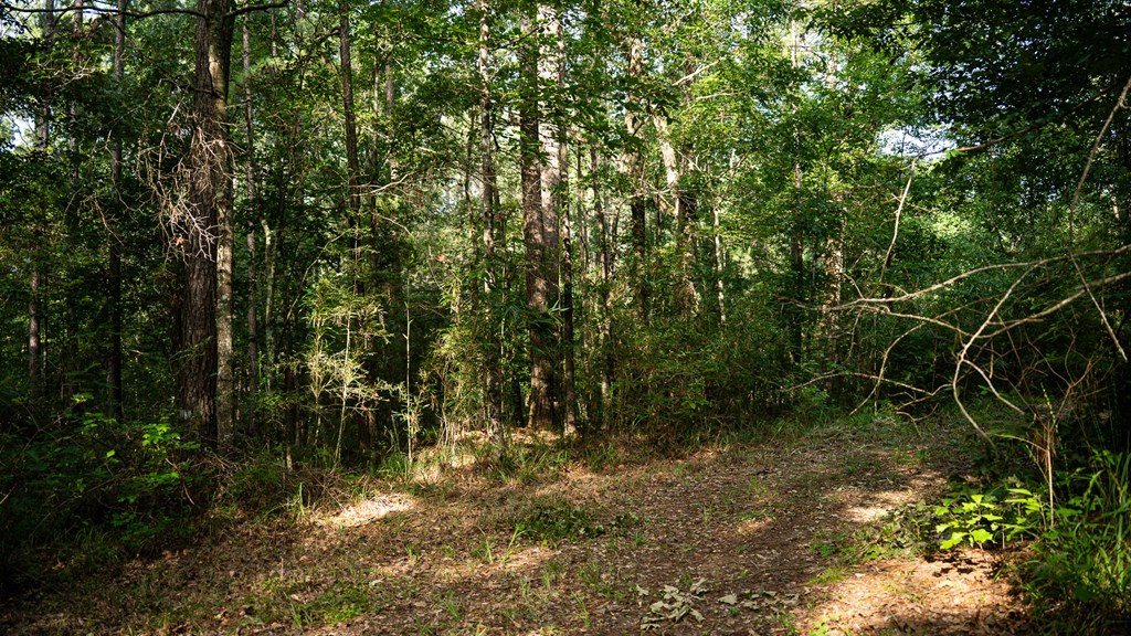 2898 Whetstone Road Woodville, MS 39669 - Photo 22 of 47 Photo 22