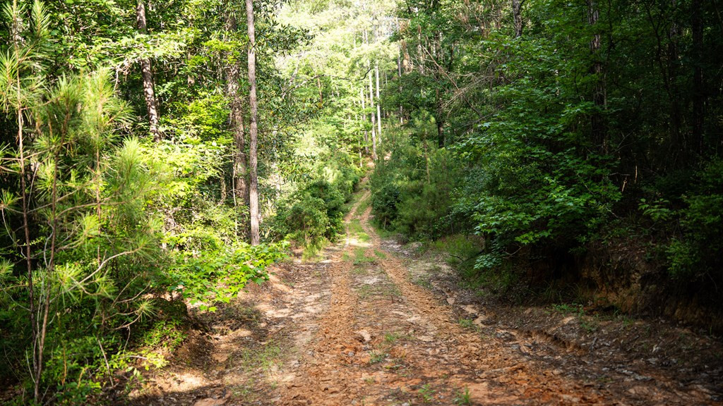 2898 Whetstone Road Woodville, MS 39669 - Photo 23 of 47 Photo 23