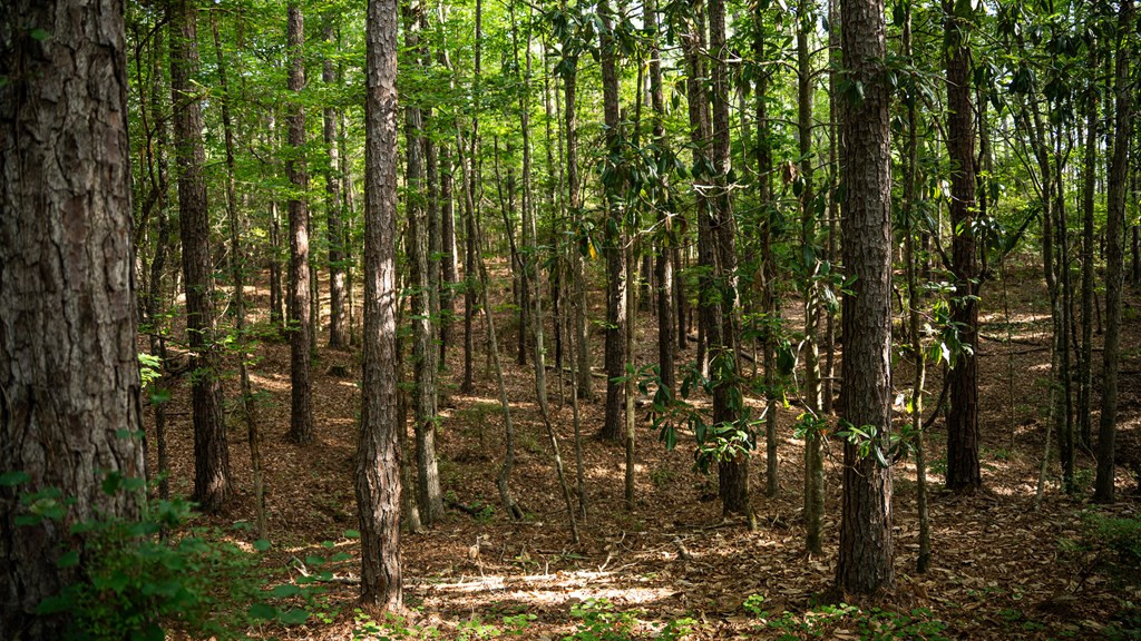 2898 Whetstone Road Woodville, MS 39669 - Photo 24 of 47 Photo 24