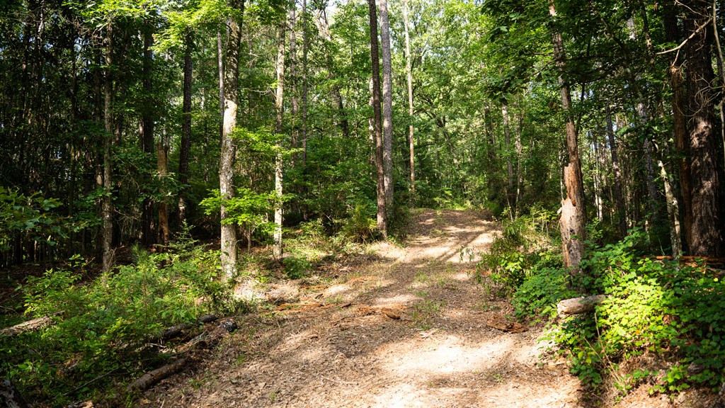 2898 Whetstone Road Woodville, MS 39669 - Photo 25 of 47 Photo 25