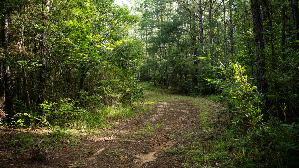 2898 Whetstone Road Woodville, MS 39669 - Photo 26 of 47 Photo 26