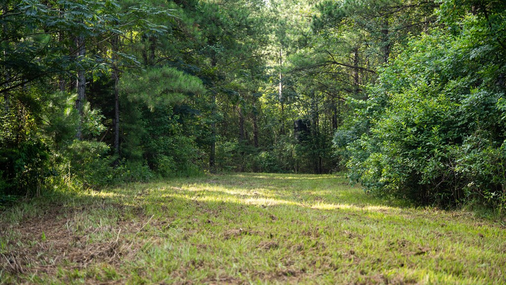 2898 Whetstone Road Woodville, MS 39669 - Photo 29 of 47 Photo 29