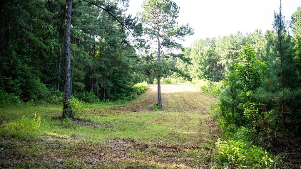 2898 Whetstone Road Woodville, MS 39669 - Photo 30 of 47 Photo 30