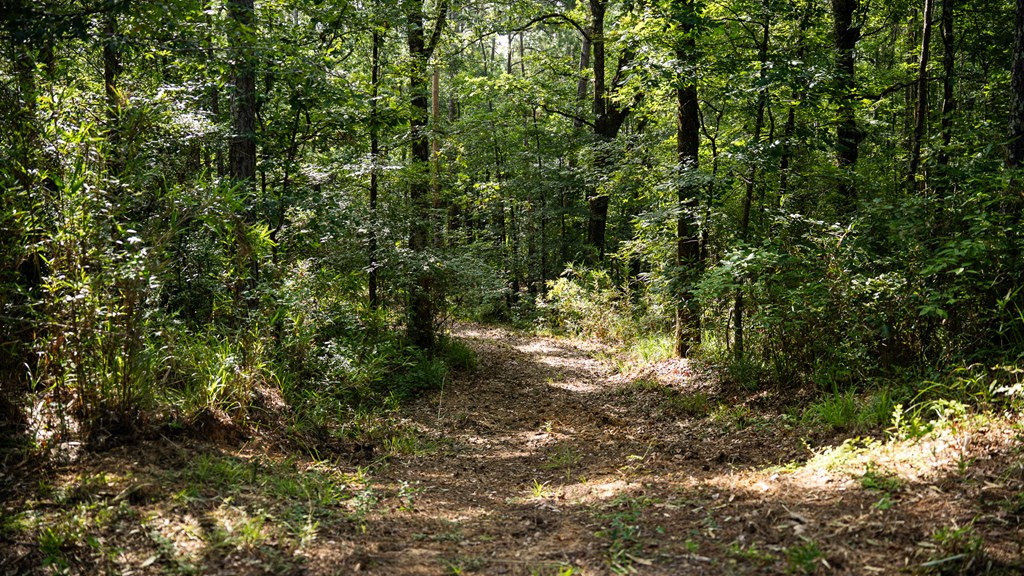 2898 Whetstone Road Woodville, MS 39669 - Photo 33 of 47 Photo 33
