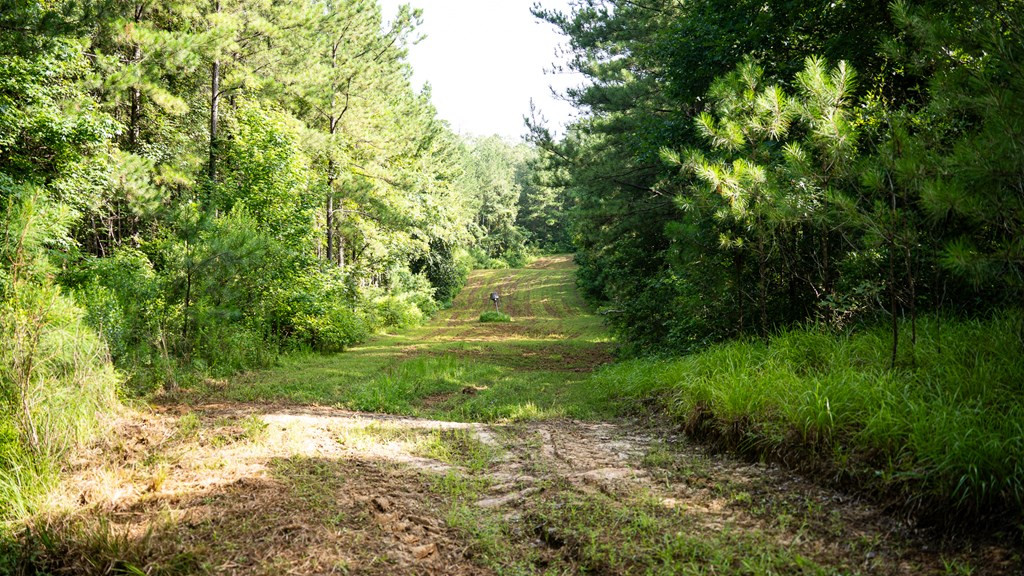 2898 Whetstone Road Woodville, MS 39669 - Photo 34 of 47 Photo 34