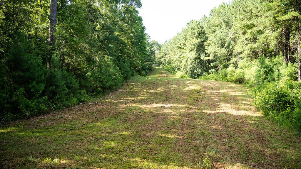 2898 Whetstone Road Woodville, MS 39669 - Photo 37 of 47 Photo 37