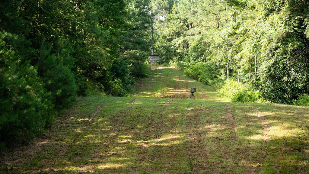 2898 Whetstone Road Woodville, MS 39669 - Photo 38 of 47 Photo 38
