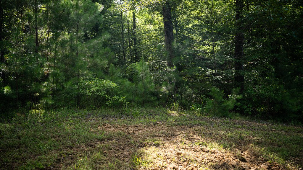 2898 Whetstone Road Woodville, MS 39669 - Photo 39 of 47 Photo 39