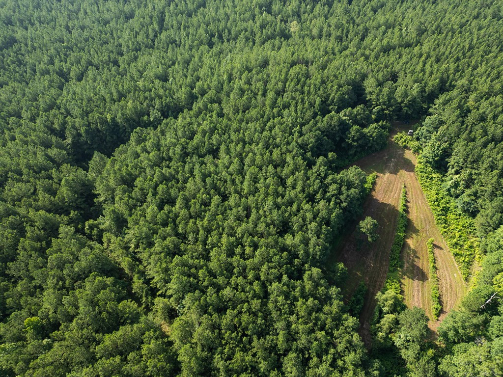 2898 Whetstone Road Woodville, MS 39669 - Photo 6 of 47 Photo 6