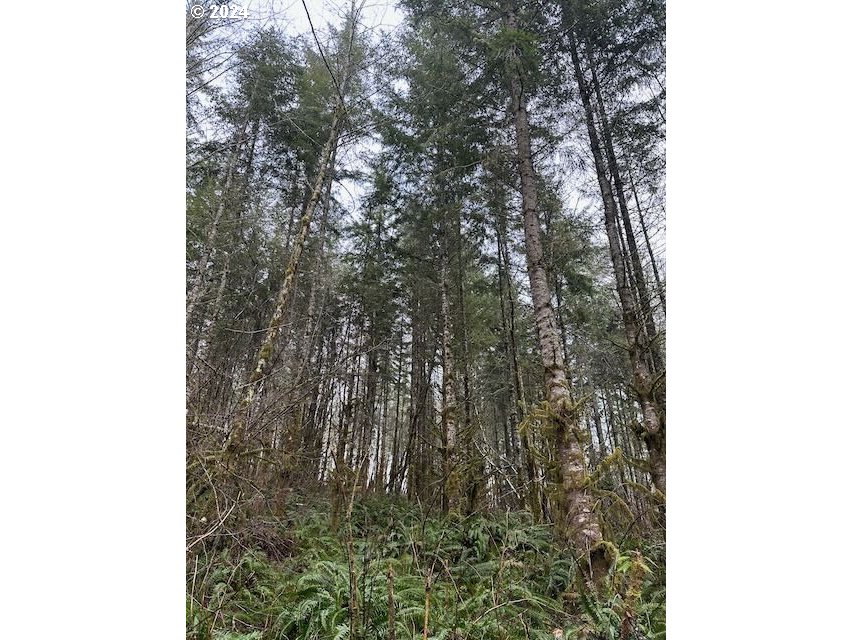 Bodine Clatskanie, OR 97016 - Photo 12 of 31 a close up of a tree in a