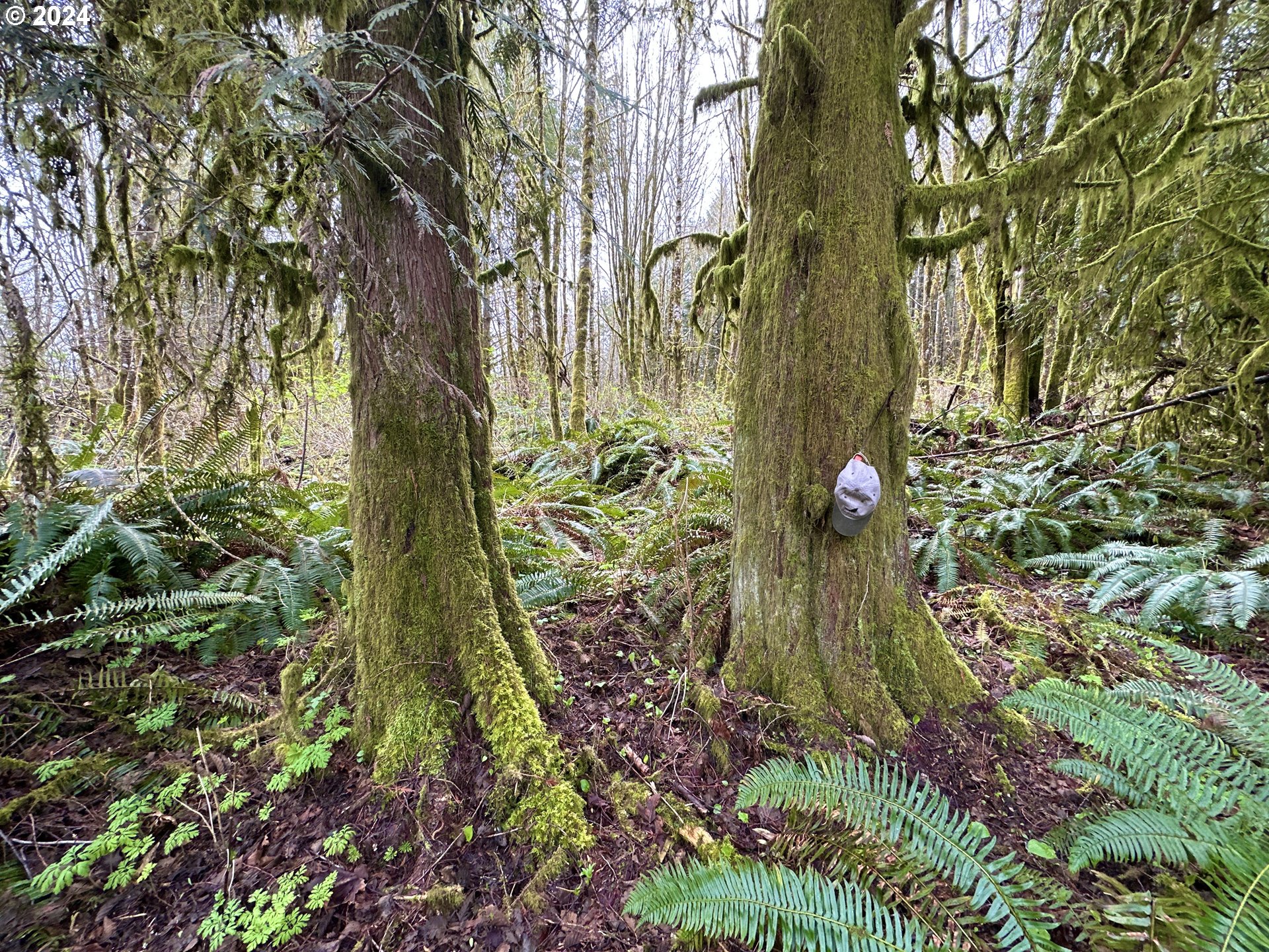 Bodine Clatskanie, OR 97016 - Photo 16 of 31