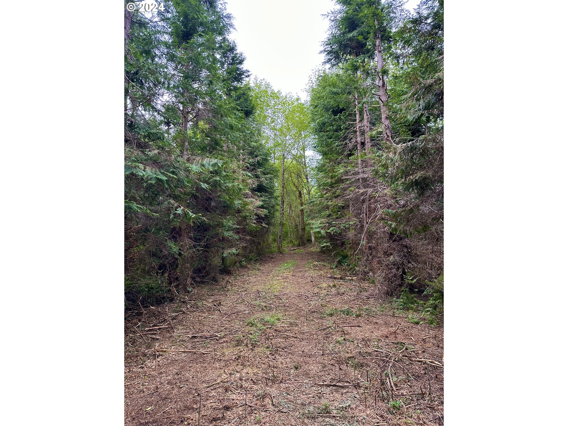 Bodine Clatskanie, OR 97016 - Photo 19 of 31 a view of a forest with trees
