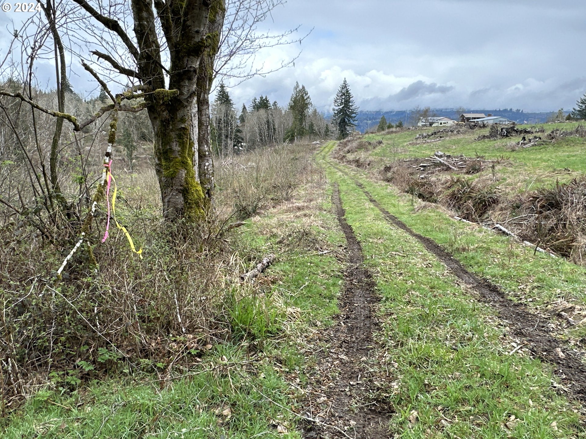 Bodine Clatskanie, OR 97016 - Photo 27 of 31 a view of a yard with large trees