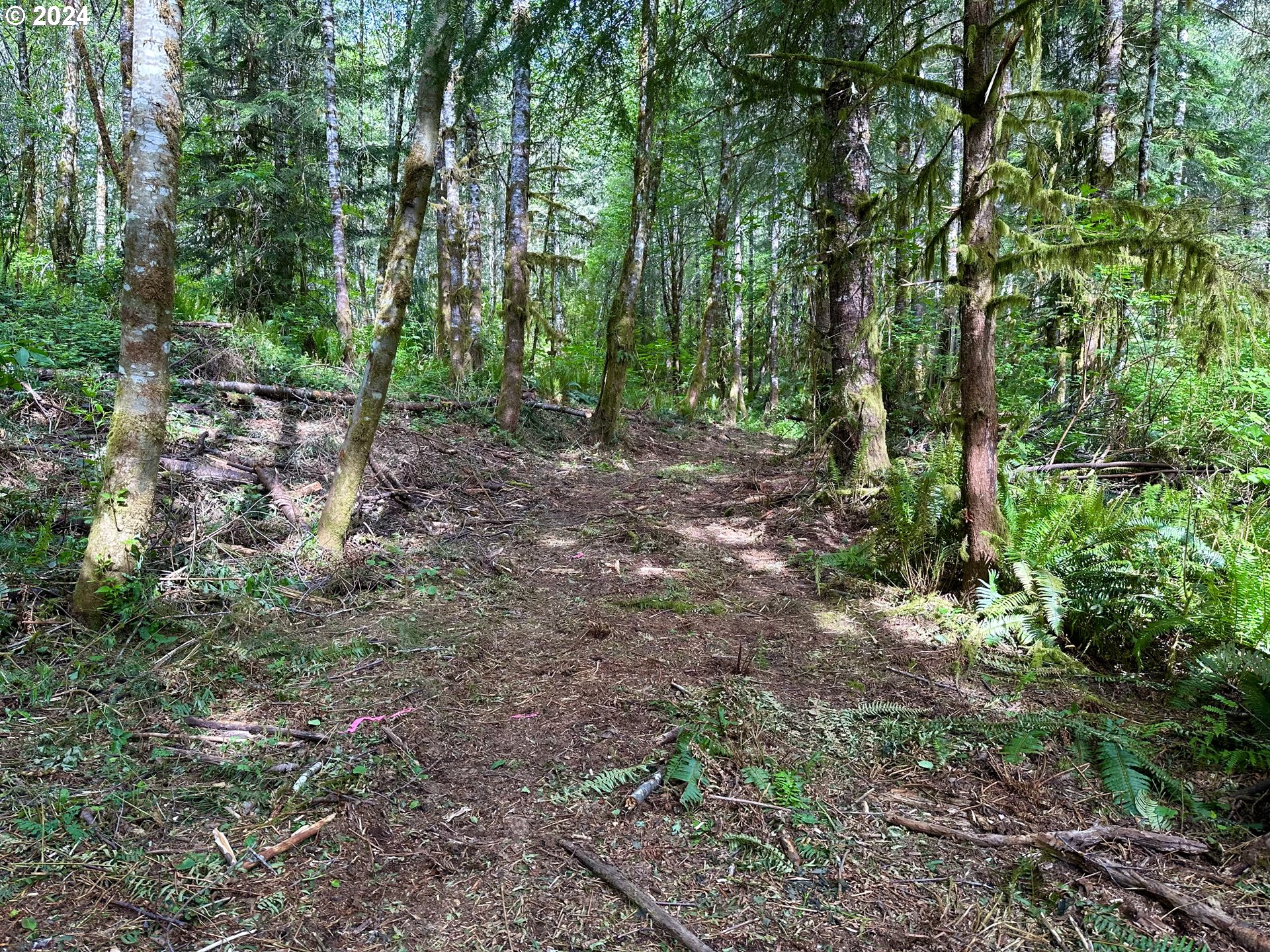 Bodine Clatskanie, OR 97016 - Photo 28 of 31 a view of a forest with trees in the background