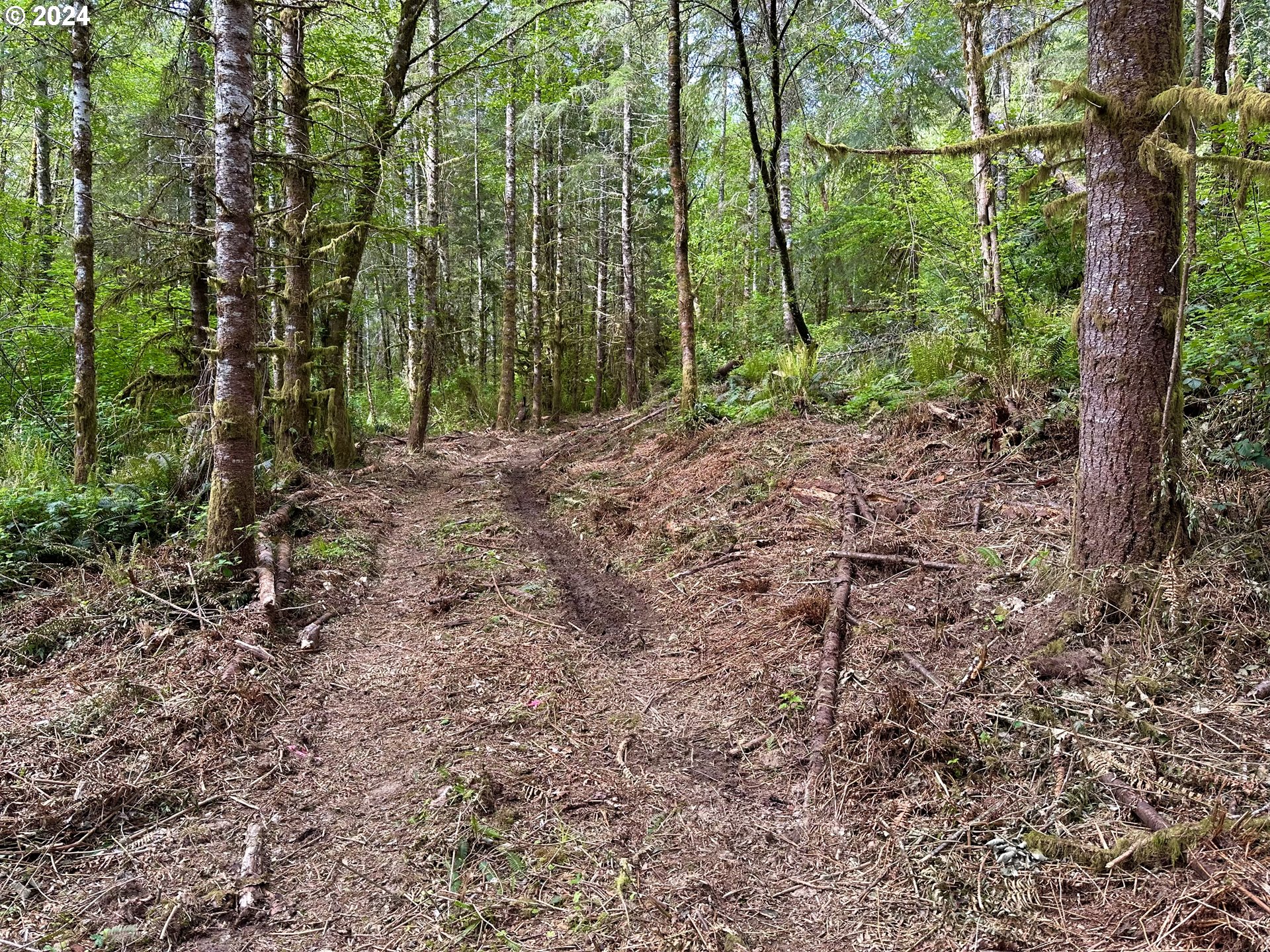 Bodine Clatskanie, OR 97016 - Photo 29 of 31 a view of a forest that has large trees
