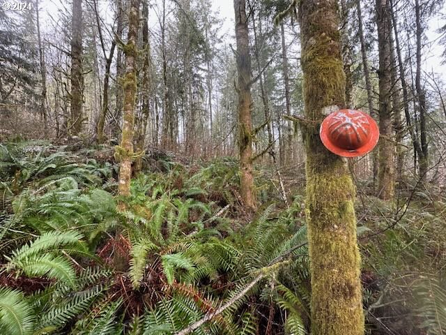 Bodine Clatskanie, OR 97016 - Photo 10 of 31 a view of a forest