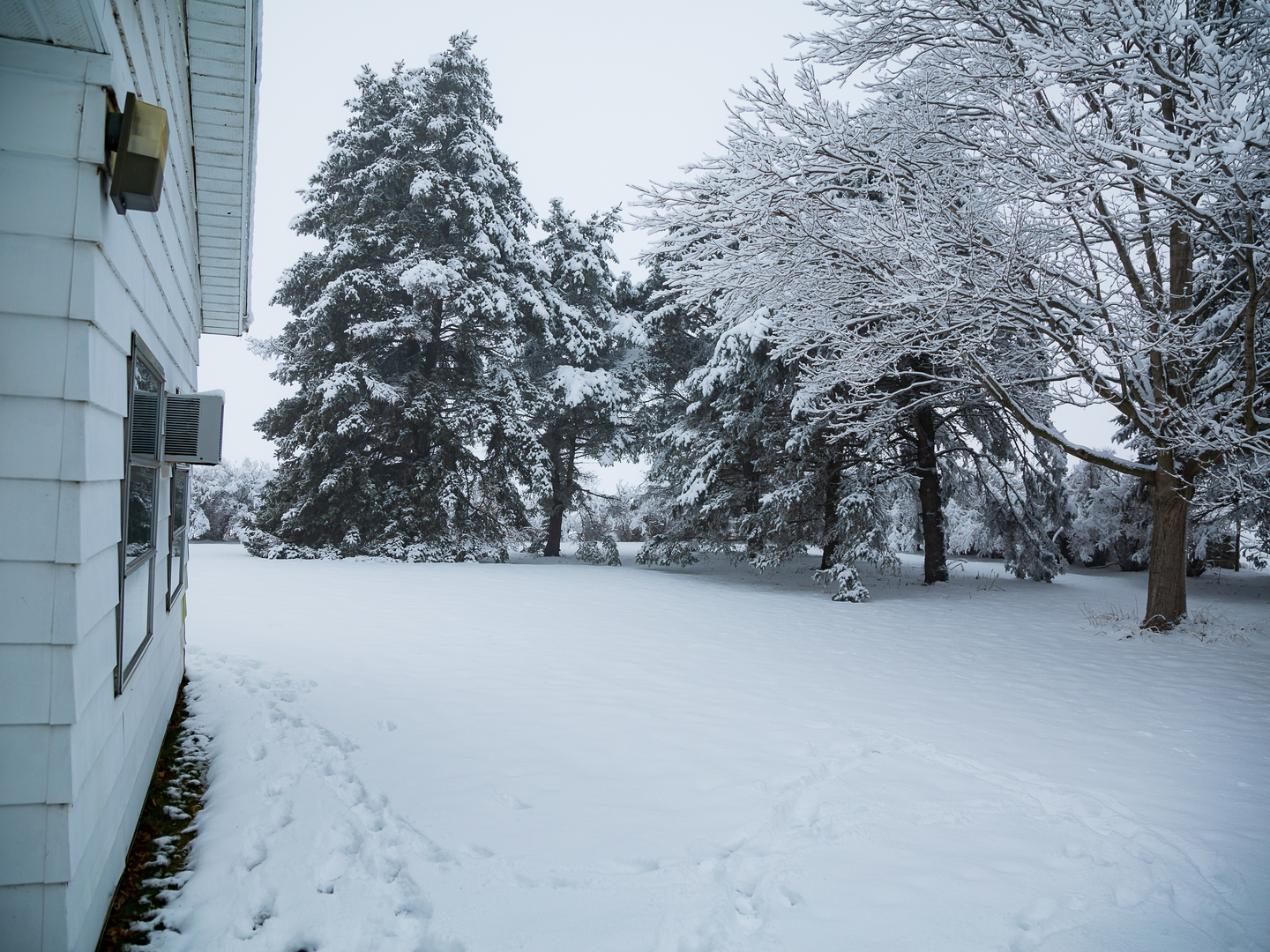 209 Kay Street Tonica, IL 61370 - Photo 37 of 40 a view of a yard with a tree