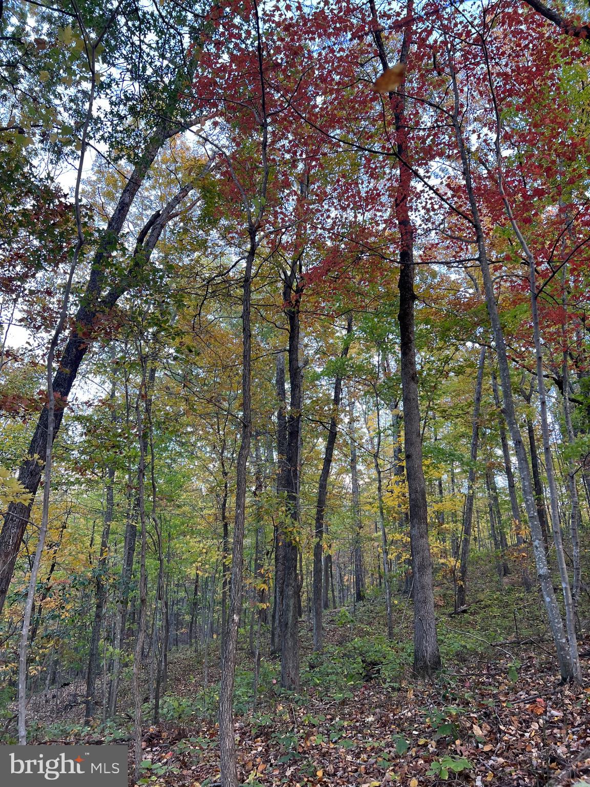 Ada Road Marshall, VA 20115 - Photo 4 of 8 a view of a forest with trees